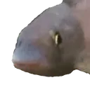WeirdFish