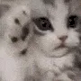 nya
