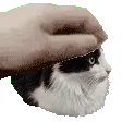 petOreo petOreo
