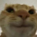 catHappy