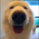 doghapp