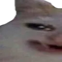 smilecatW1