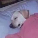 ladormir ladormir