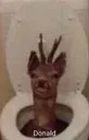donald
