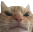 Gatiwi_toienojado Discord emoji