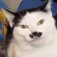 cat_