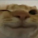 cat_wink