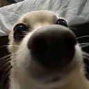 lenani Discord Emoji