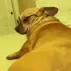 kbh_perro_culo