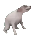 dancingdog