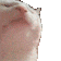 catjam Discord emoji