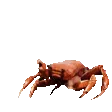 crabdance