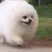 RunDoggo