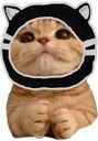 banditcat