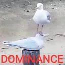 MT_ABSOLUTE_DOMINANCE