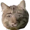 catcage Discord Emoji