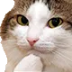AW_catThonk Discord Emoji
