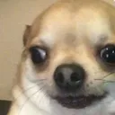 dogScare dogScare