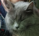 paco_meh Discord emoji