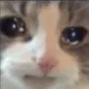 sad_cat