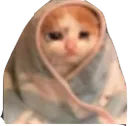 sadcatt