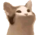 pop_cat
