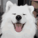 PTC_cute_doge Discord emoji