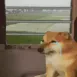 doge_sad
