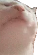 gatito