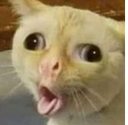 catconfused Discord emoji