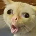 catconfused