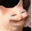 catgiggle Discord emoji