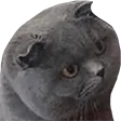 wuutcat Discord Emoji