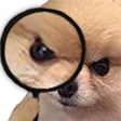 investigate