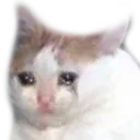 kittycry