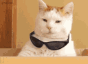tenorcatty Discord Emoji