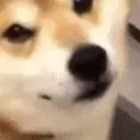 7_dog_wink