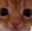 sneefsnof