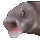 OOOO