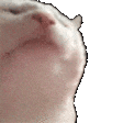 d_Vibecat Discord Emoji
