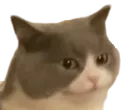 cattowtf Discord Emoji