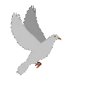 PeaceDove