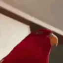 BirdStare BirdStare