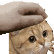 Pet The Cat Discord Emoji