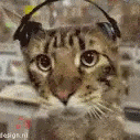 CatVibe