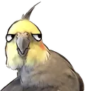 birb_stare