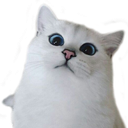an_Cat2 Discord emoji