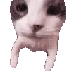 catKISS catKISS