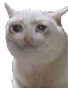 sadcatblink Discord Emoji