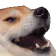 dogokek